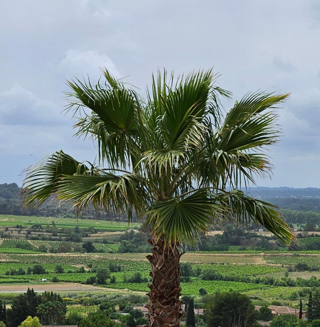 Domaine Du Chene Hotel Campagnan Bagian luar foto